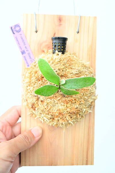 P.veitchii wild 'Steel'(vp#0) spored② @ビカ森wife 送料無料(出品者負担) ビーチーワイルドスチール ビカクシダ