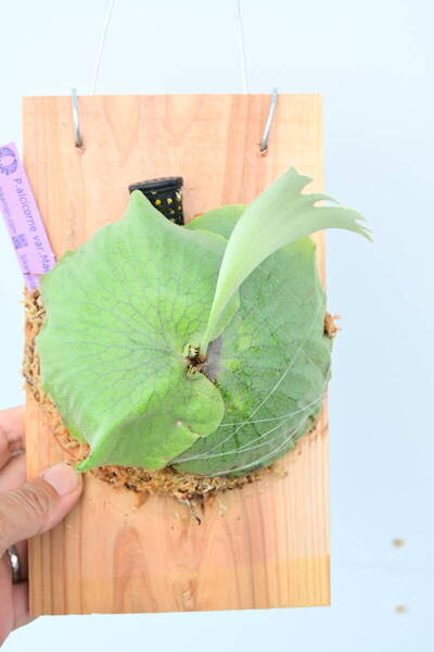 P.alcicorne var.madagascar pup @ビカ森wife 送料無料(出品者負担) アルマダ ビカクシダ