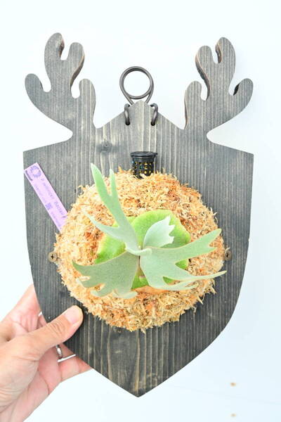 P.willinckii 'Bacteria' spored④ @ビカ森wife 送料無料(出品者負担) ウィリンキーバクテリア ビカクシダ