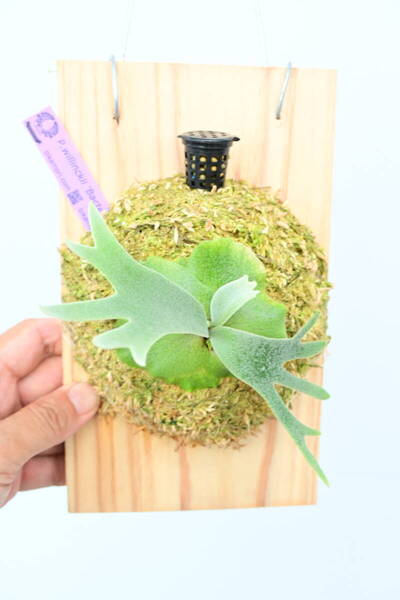 P.willinckii 'Bacteria' spored⑤ @ビカ森wife 送料無料(出品者負担) ウィリンキーバクテリア ビカクシダ