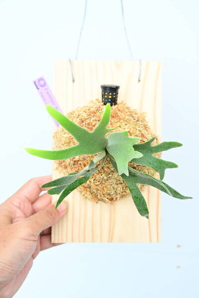 P.willinckii 'Bacteria' spored⑥ @ビカ森wife 送料無料(出品者負担) ウィリンキーバクテリア ビカクシダ