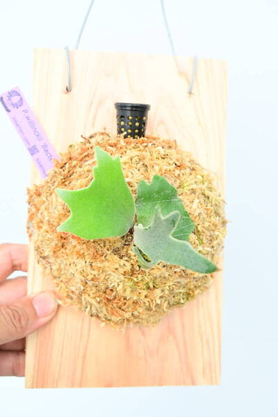 P.willinckii 'Bacteria' spored⑦ @ビカ森wife 送料無料(出品者負担) ウィリンキーバクテリア ビカクシダ