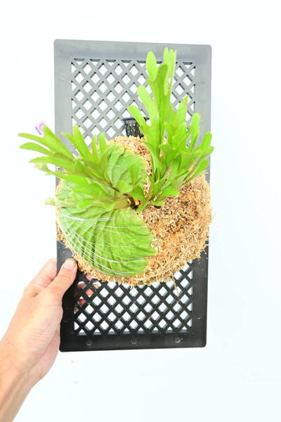 P.ridleyi narrow form spored⑥ @ビカ森wife 送料無料(出品者負担) リドレイナローフォーム ビカクシダ