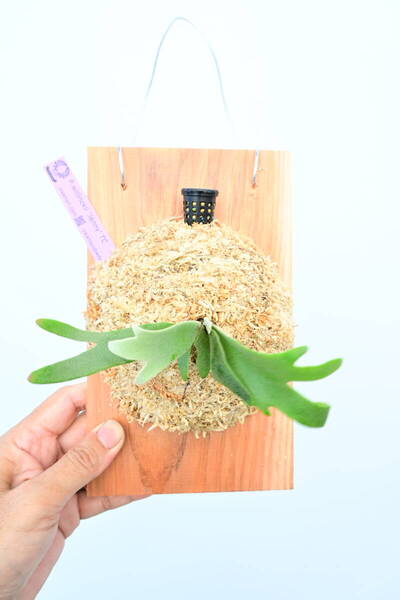 P.willinckii 'Jenny' TC⑤ @ビカ森wife 送料無料(出品者負担) ウィリンキージェニー ビカクシダ