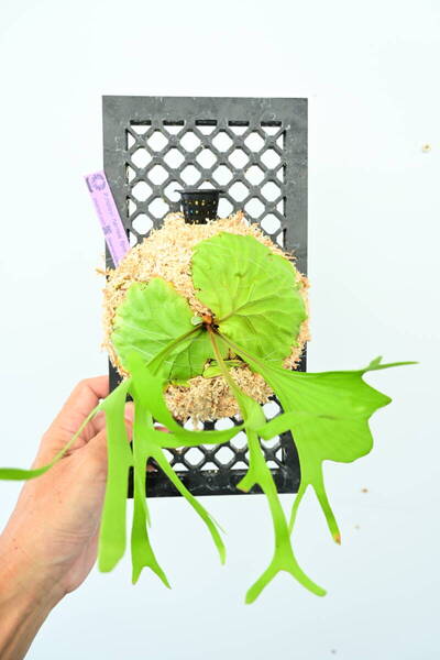 P.ridleyi narrow form spored② @ビカ森wife 送料無料(出品者負担) リドレイナローフォーム ビカクシダ