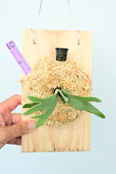 P.willinckii 'Jenny' TC⑨ @ビカ森wife 送料無料(出品者負担) ウィリンキージェニー ビカクシダ