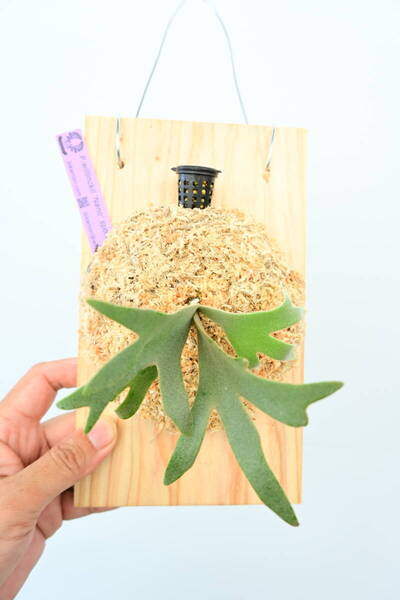 P.willinckii 'Nano' spored① @ビカ森wife 送料無料(出品者負担) ウィリンキーナノ ビカクシダ