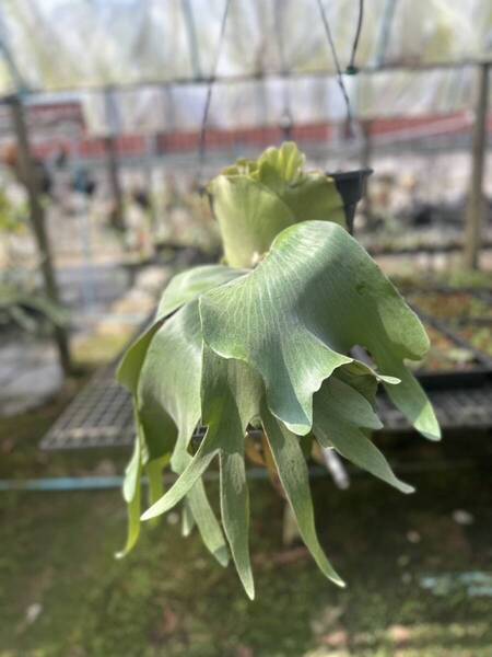 P.Autobot OC(P.griffin x P.andinum) @ビカ森wife 送料無料(出品者負担) オートボット ビカクシダ