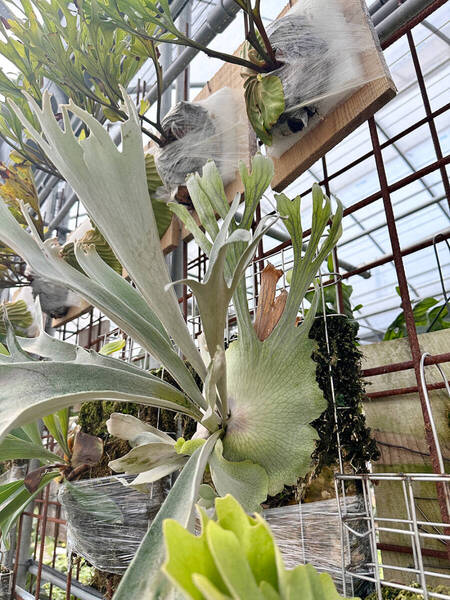 P.willinckii cv.Pedro Tatsuta TC @ビカ森wife 送料無料(出品者負担) ウィリンキーペドロタツタ ビカクシダ