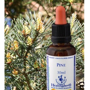 24. パイン Pine (西洋赤松・セイヨウアカマツ)フラワーエッセンス☆ヒーリングハーブス社ニールズヤードレメディーズ■バッチフラワー