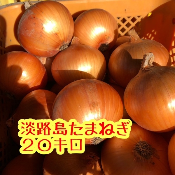 【20キロ】ほんまもん!淡路島 たまねぎ 完熟 ターザン
