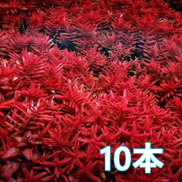 (水草)ロタラ ブラッドレッド 10本(水上葉)