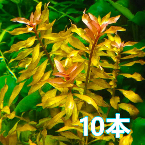 (水草)ルドウィジア レペンス 10本 水上葉 入門向け!丈夫で簡単な人気種