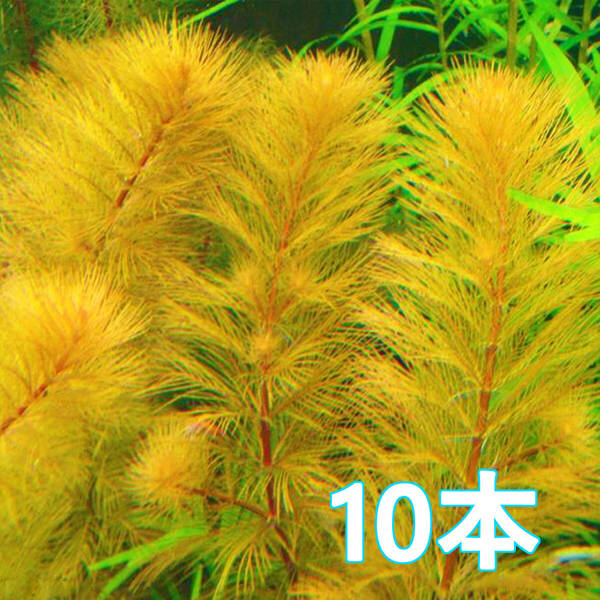 (水草) ミリオフィラム オレンジローライマ 10本 水上葉 初心者向け 丈夫な水上葉