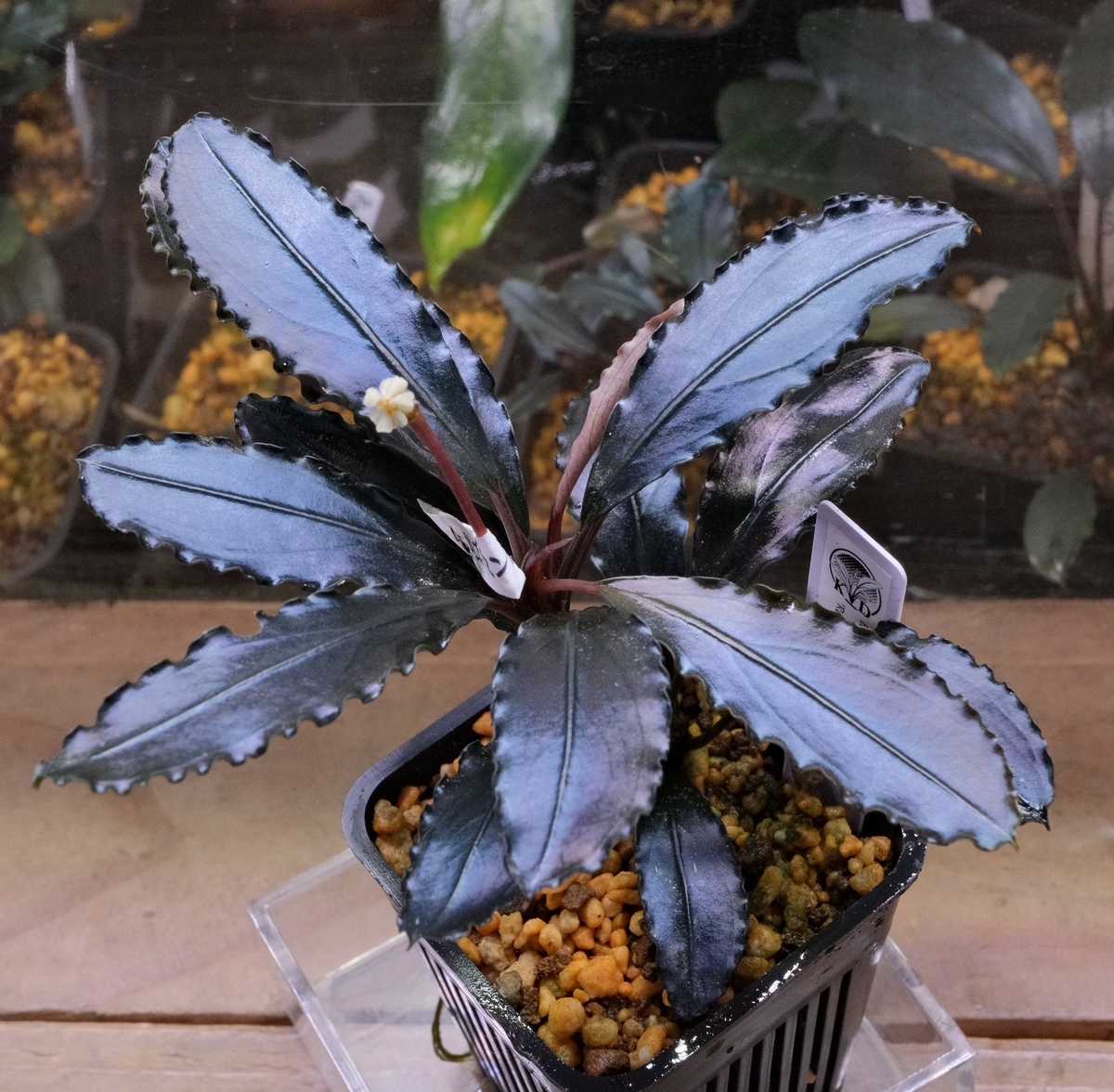 Bucephalandra Red waltz (レッドワルツ) メタルタグ付き Yahoo!オークション -「sp.red」(水草) (魚、水草)の落札相場
