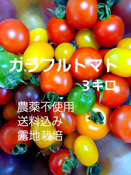 農薬不使用 カラフルトマト3キロ送料込 高糖度