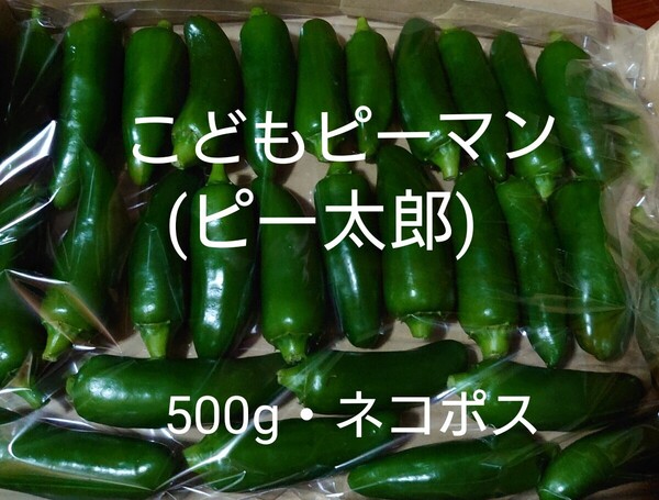 自家栽培 新鮮 野菜 ピーマン こどもピーマン ピー太郎 500g ネコポス 山口県産