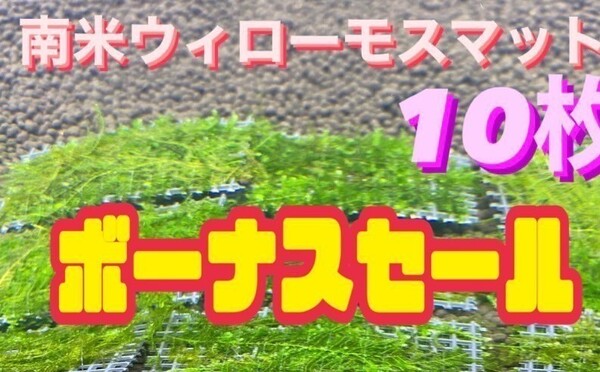 南米ウィローモスマット10枚セット