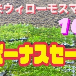 南米ウィローモスマット10枚セット