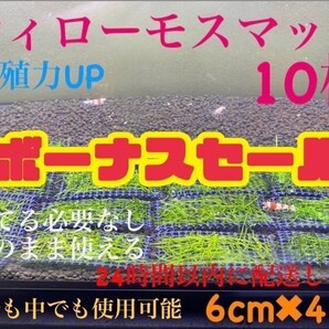 水草ウィローモス 10枚セット