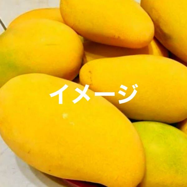 ☆★激ウマ★☆ 四季蜜 マンゴー苗木 接木苗 1本 送料込み 希少