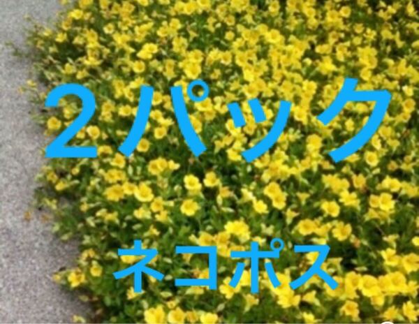2パック メカルドニゴールドダスト 抜き苗 グラウンドカバー