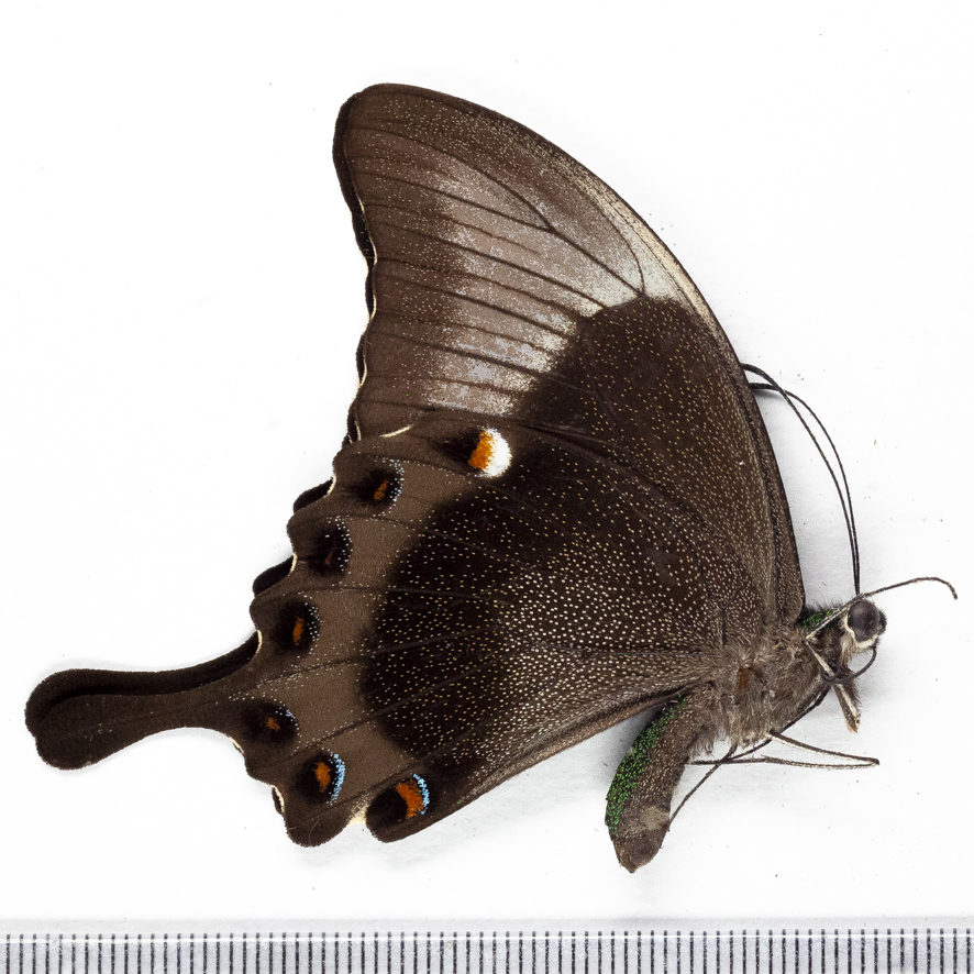 Yahoo!オークション -「クジャクアゲハ」の落札相場・落札価格