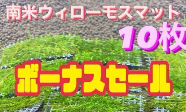 水草 ウィローモスマット10枚セット 6cm×4cm 10枚 南米ウィローモス 無農薬