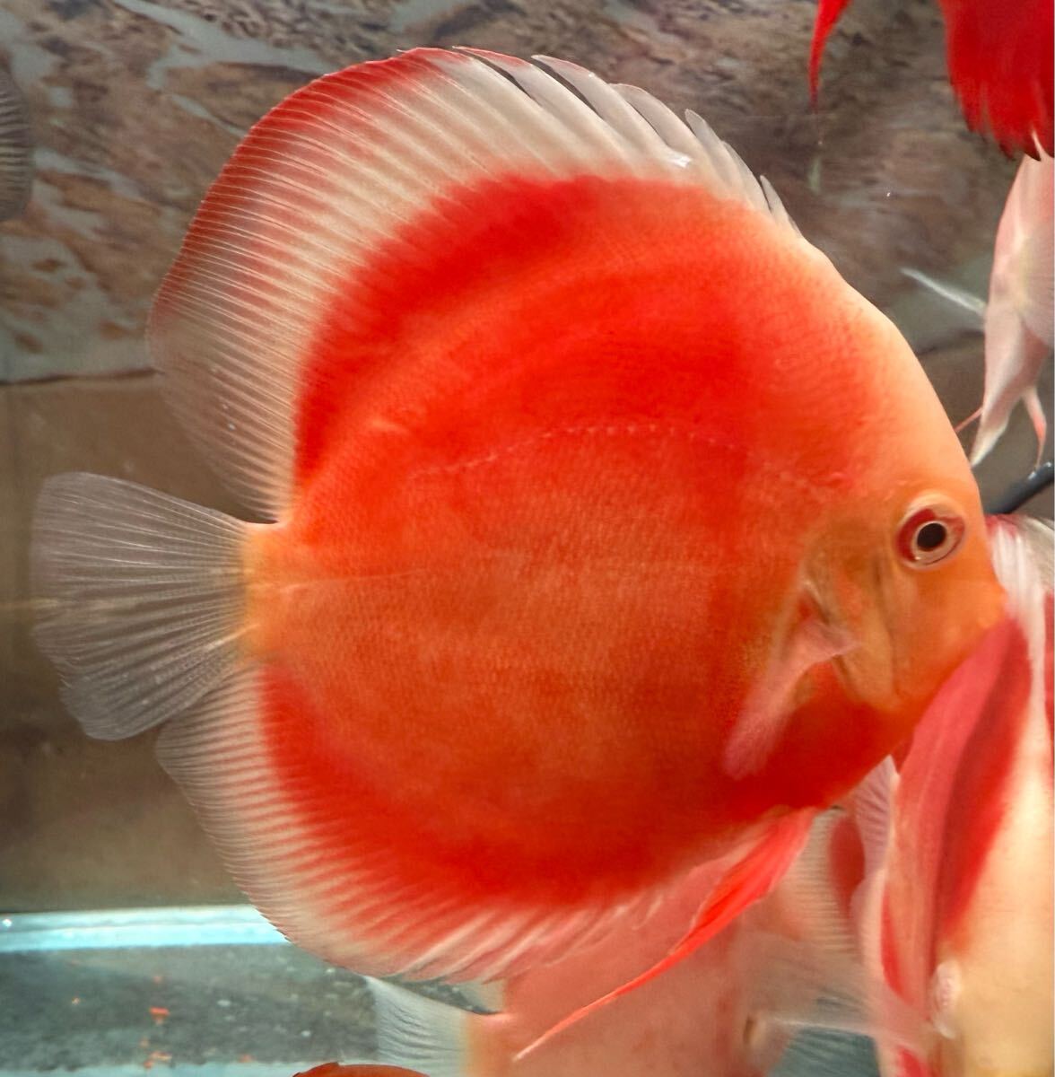 【極上】お正月大特価スタート！！　アルビノ・レッドゴールデンダイヤモンド・ホワイトトリム　産卵確認済ペア