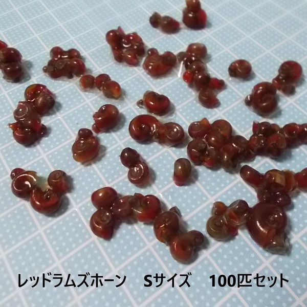 レッドラムズホーンSサイズ100匹+おまけの水草入りA
