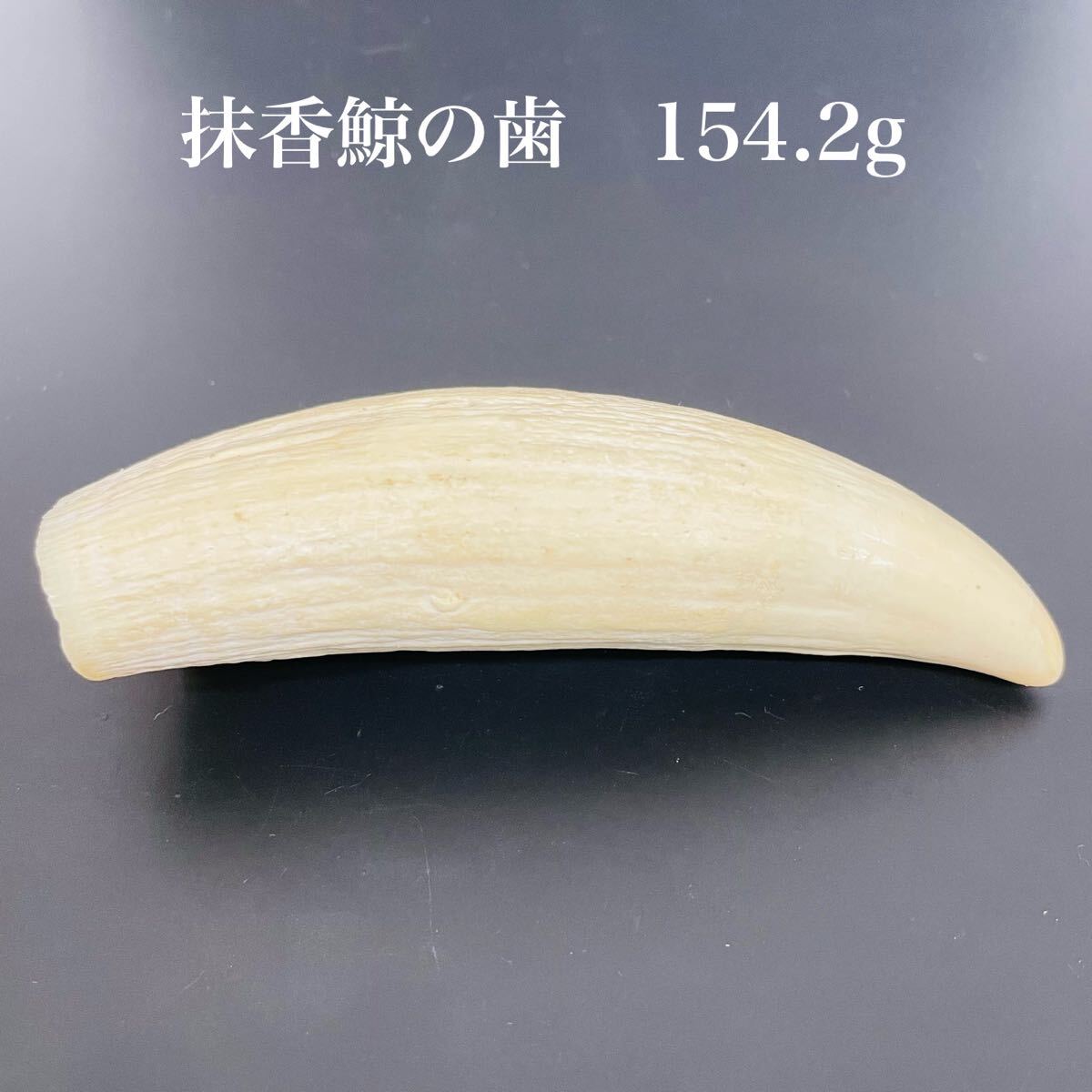 鯨歯 約9.5cm 約86.3g マッコウ鯨牙 抹香鯨 Yahoo!オークション -「マッコウクジラ歯」の落札相場・落札価格