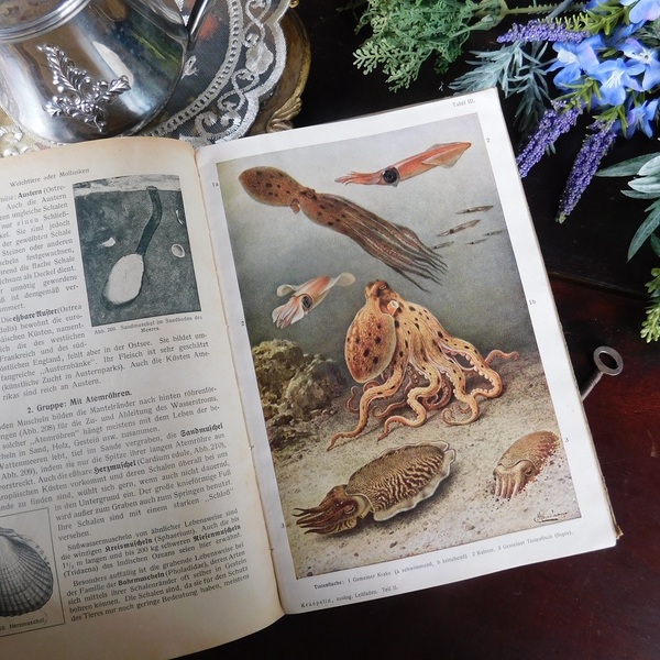 *゜+ 1928年 ドイツの動物学の古書 古書 英国 アンティークブック イラスト豊富 ヴィンテージ本 洋書 アンティーク 動物