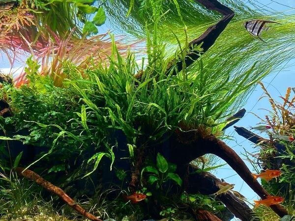 送料無料!ADA ミクロソリウム ナローリーフ 水中葉 無農薬 水草 活着 1セット