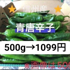 激辛青唐辛子 500g 長野県産 信州 産地直送