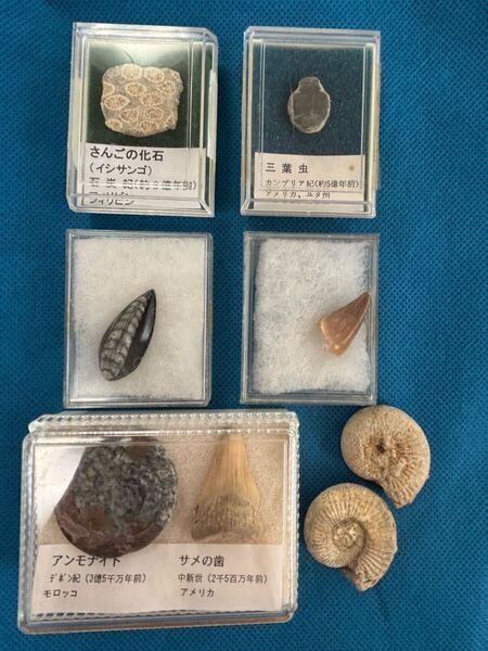 化石標本 まとめて セット アンモナイト 三葉虫 さんご モササウルスの歯 直角貝 プラケース入 コレクション