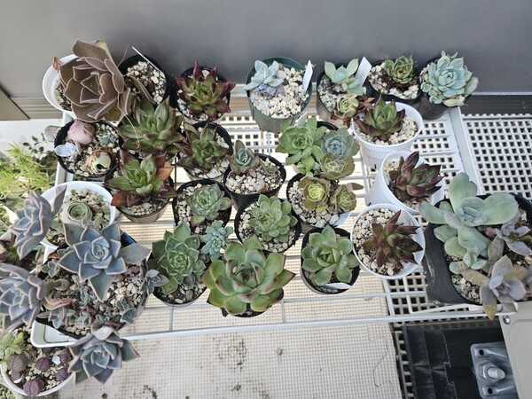 引越しのため、多肉処分 エケベリア 根付 観葉植物 韓国苗 多肉植物