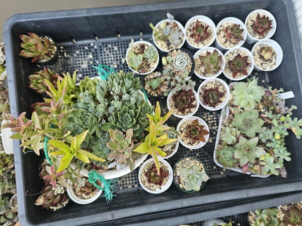ロメオ×トリマネンシス 寄せ植えなど 画像全部 多肉処分