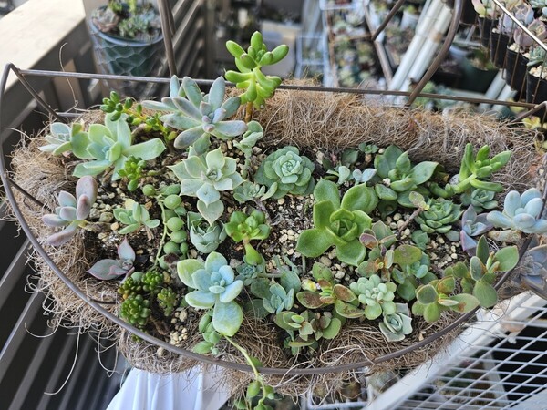サボテン 多肉植物 寄せ植えセット このまま発送