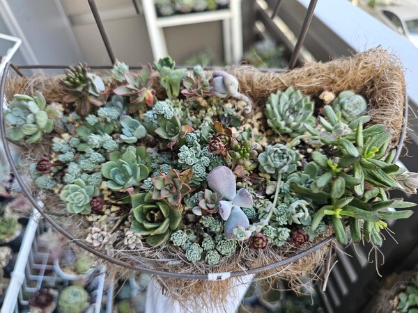 寄せ植えセット エケベリア 多肉植物 根付き苗 このまま発送 韓国苗多肉植物