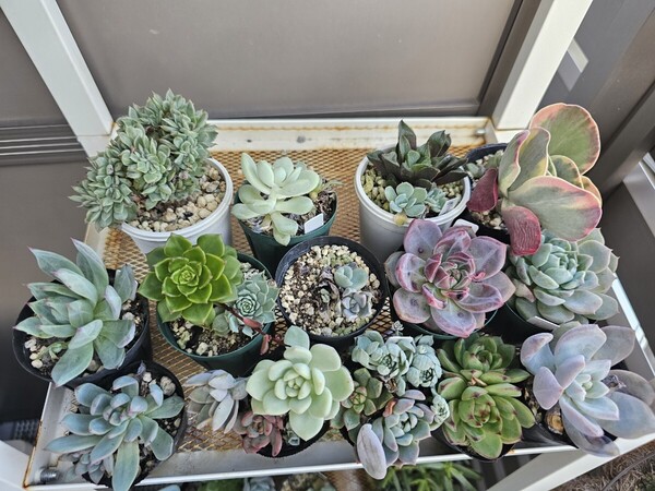 画像全部 多肉植物 エケベリア 寄せ植えに 韓国苗多肉植物 札落ち入り 赤字出品多肉植物処分