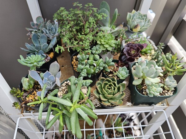 画像全部 根付き苗 抜き苗発送 引越しのため、多肉処分 多肉植物 寄せ植えに エケベリア 寄せ植え 根付