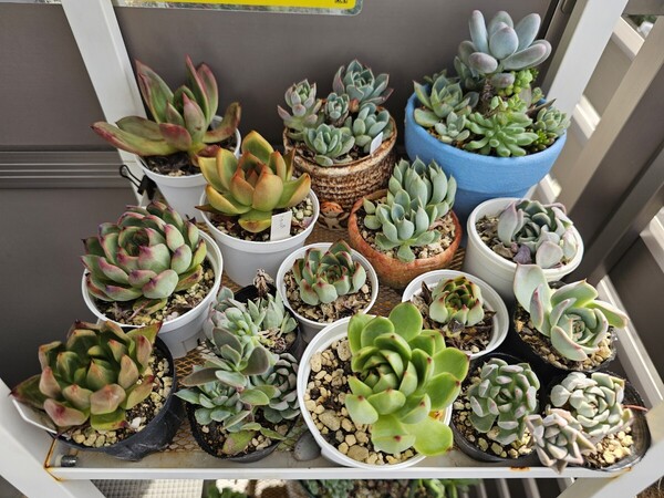 多肉植物処分 赤字出品 根付き苗 抜き苗発送 多肉植物 エケベリア 根付 寄せ植えに