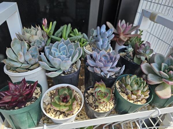 寄せ植えセット 根付き苗 抜き苗発送 韓国苗多肉植物 エケベリア