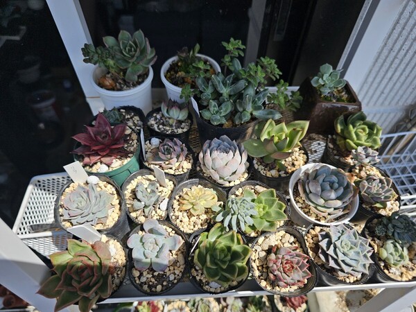 寄せ植えセット ロメオ、スペシャルベルベット、女雛錦入り 根付き苗 抜き苗発送 多肉植物 ミックス苗 エケベリア 画像全部 サボテン