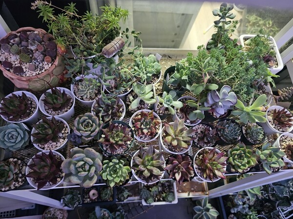 画像全部抜き苗発送 多肉植物 根付き苗 韓国苗多肉植物処分赤字出品 寄せ植えセット 送料込