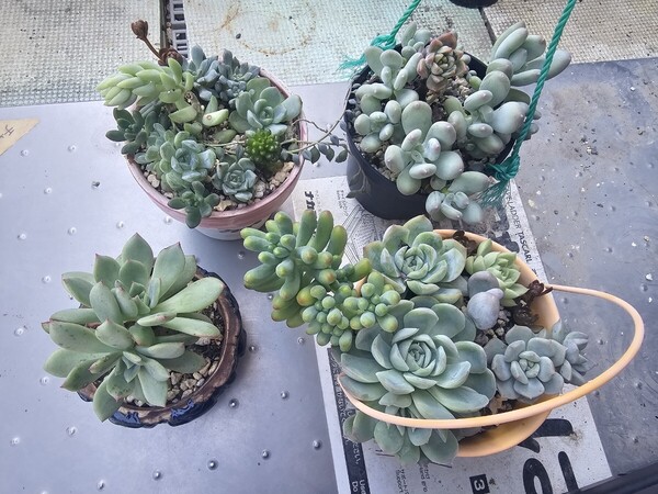鉢付き寄せ植えセット このまま発送 韓国苗多肉植物 赤字出品処分品