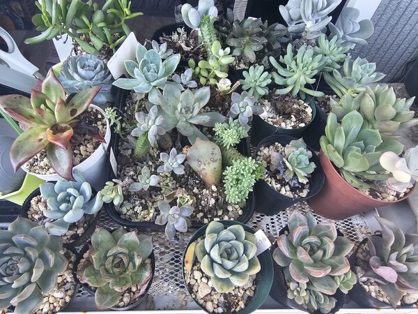 画像全部抜き苗発送 寄せ植えに 多肉植物 群生 エケベリア 根付 赤字出品処分品