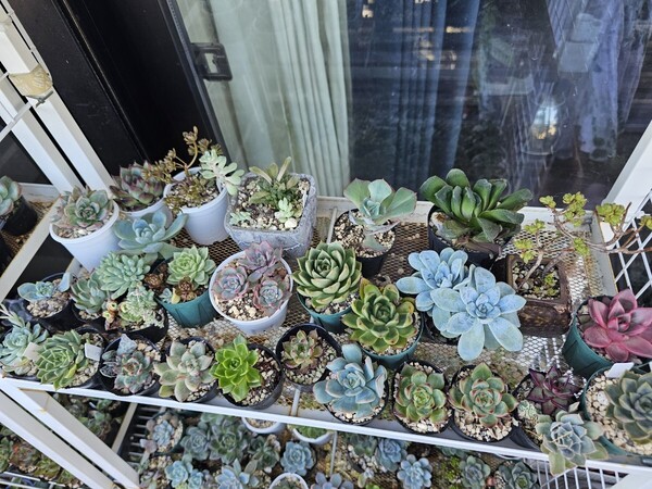 ロメオ小人の祭り入り 画像全部抜き苗発送 根付き苗 韓国苗多肉植物 エケベリア 観葉植物 寄せ植えに