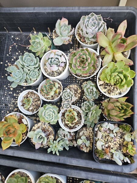 多肉植物処分 赤字出品 画像全部 多肉植物 エケベリア 札落ち入り
