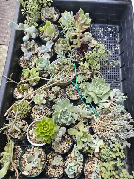 画像全部 赤字出品 多肉植物処分 エケベリア 観葉植物 多肉植物